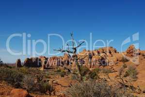 Dry trees, arches and rocks, Arches National Park, Utah
