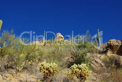 Desert plants and rocks under blue sky near San Xavier, Arizona