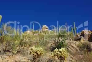 Desert plants and rocks under blue sky near San Xavier, Arizona