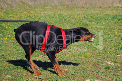 dangerous doberman