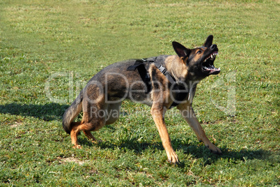 aggressive german shepherd