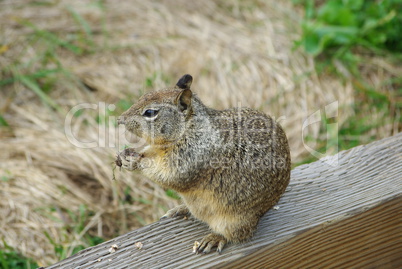 Squirrel, Cambria,California
