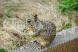 Squirrel, Cambria,California