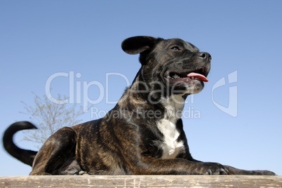 staffordshire bull terrier