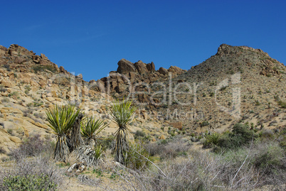 Yucca,rocks and blue sky, Joshua Tree National Park, California