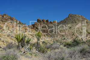 Yucca,rocks and blue sky, Joshua Tree National Park, California