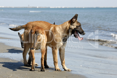 puppies malinois