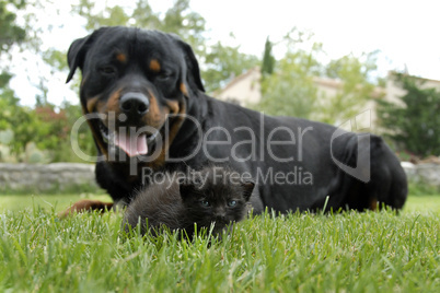 kitten and rottweiler