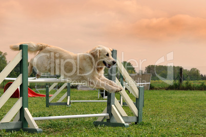 golden retriever in agility