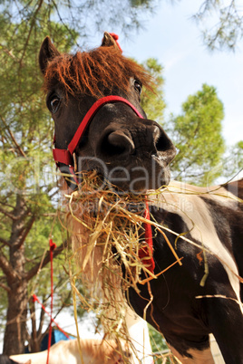 pony and hay