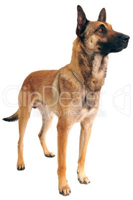 malinois