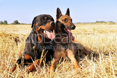 malinois and rottweiler