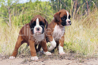 puppies boxer