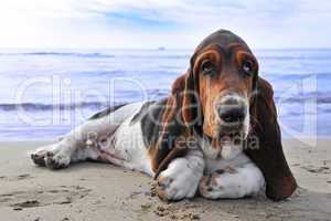 basset hound on a beach