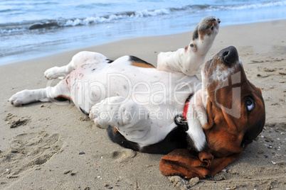 basset hound on a beach