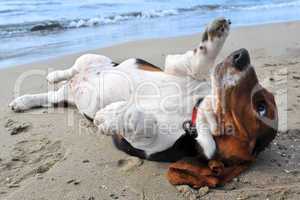 basset hound on a beach