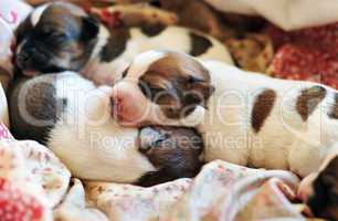 puppy jack russel terrier