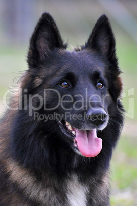 belgian shepherd tervueren