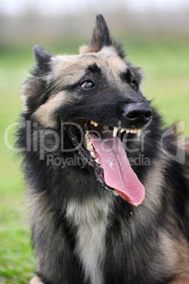 aggressive belgian shepherd tervueren