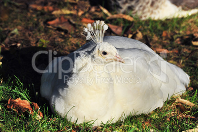 white Peafowl