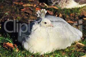 white Peafowl