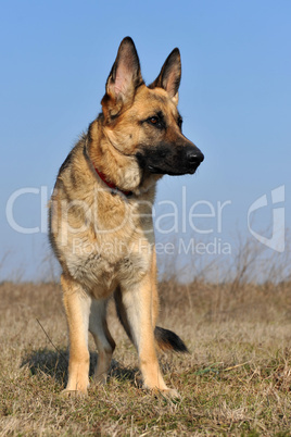 german shepherd