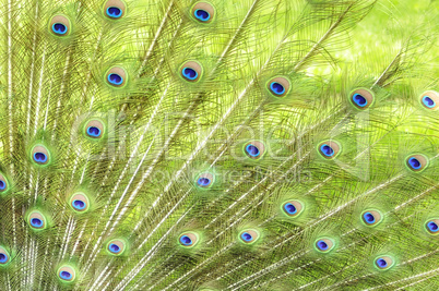 Peacock Feathers