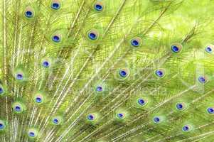 Peacock Feathers