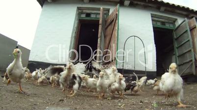 Chickens running out of henhouse