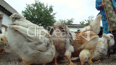 Chickens pecking seeds