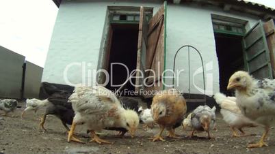 Chickens in the henhouse
