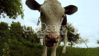 Young cow in a field