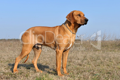 rhodesian ridgeback