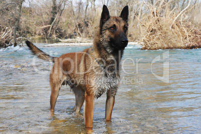malinois in river