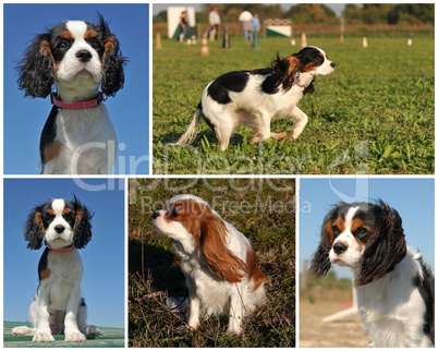 cavalier king charles