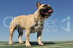 french bulldog