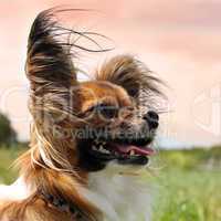 papillon dog