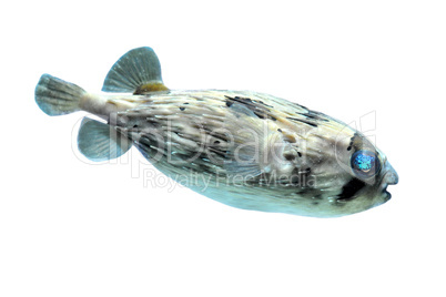 Slender-spined porcupine fish
