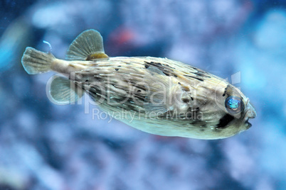 Slender-spined porcupine fish