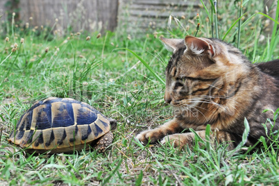 Tortoise and cat