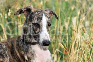puppy whippet