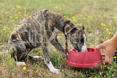 drinking puppy whippet