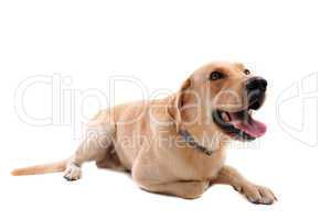 labrador retriever