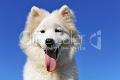 puppy samoyed dog