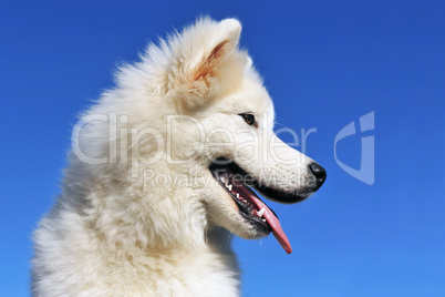 puppy samoyed dog