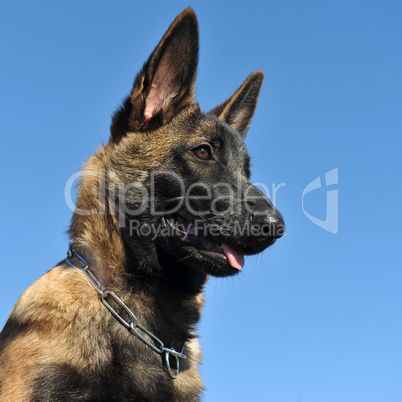 puppy malinois