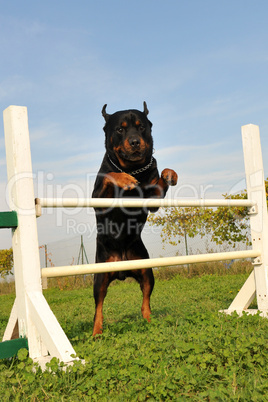 rottweiler in agility