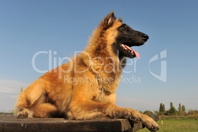 belgian shepherd tervueren