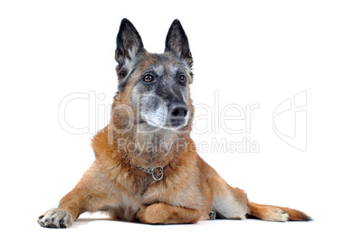 old malinois