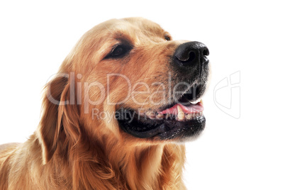 golden retriever